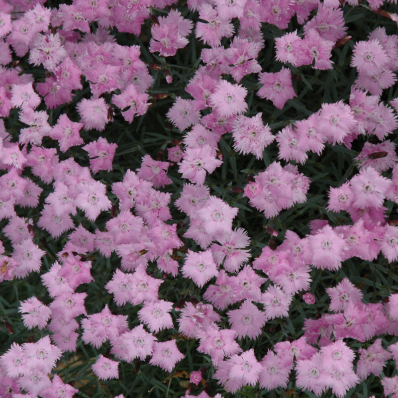 DIANTHUS BATHS PINK