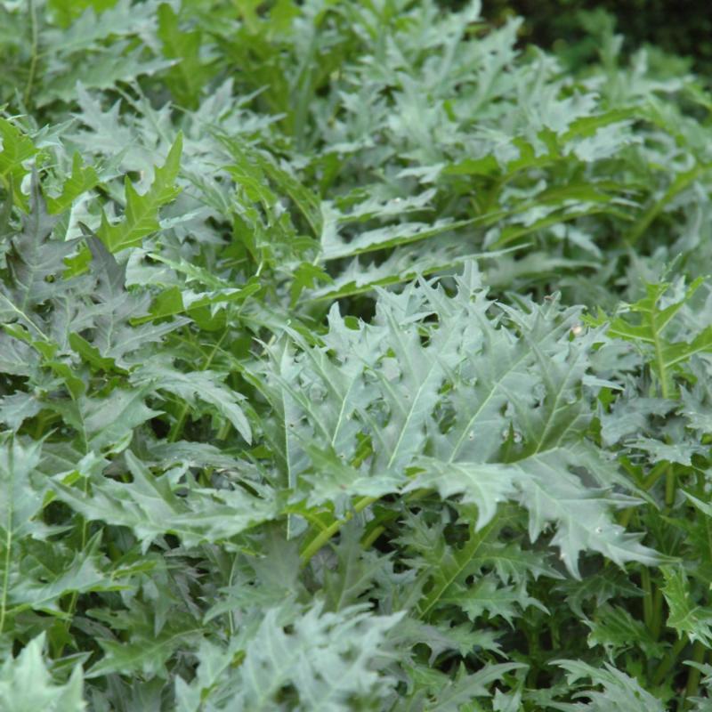 ACANTHUS SPINOSUS