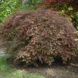 JAPANESE MAPLE INABE SHIDARE