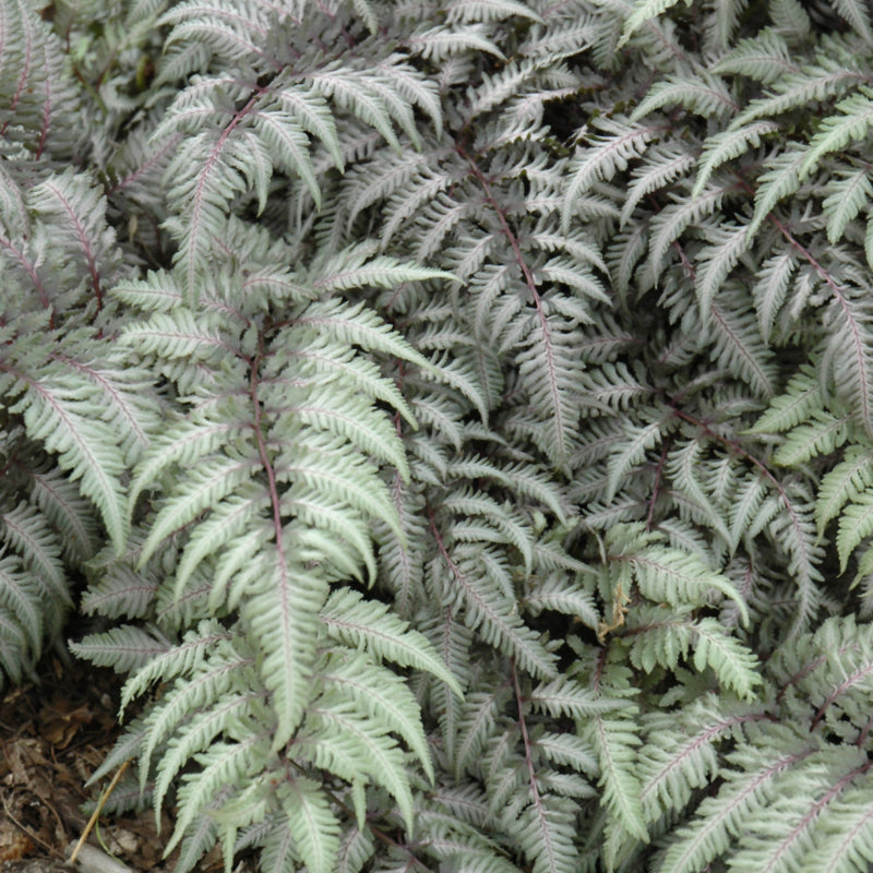 ATHYRIUM PEWTER LACE