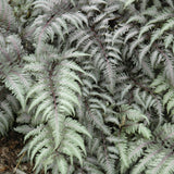 ATHYRIUM PEWTER LACE