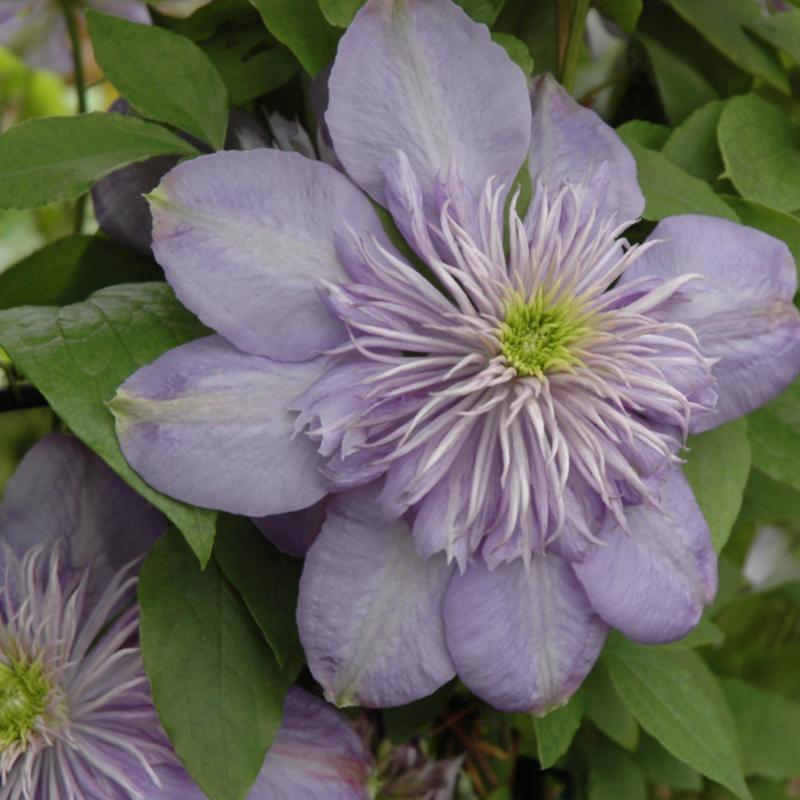 CLEMATIS BLUE LIGHT