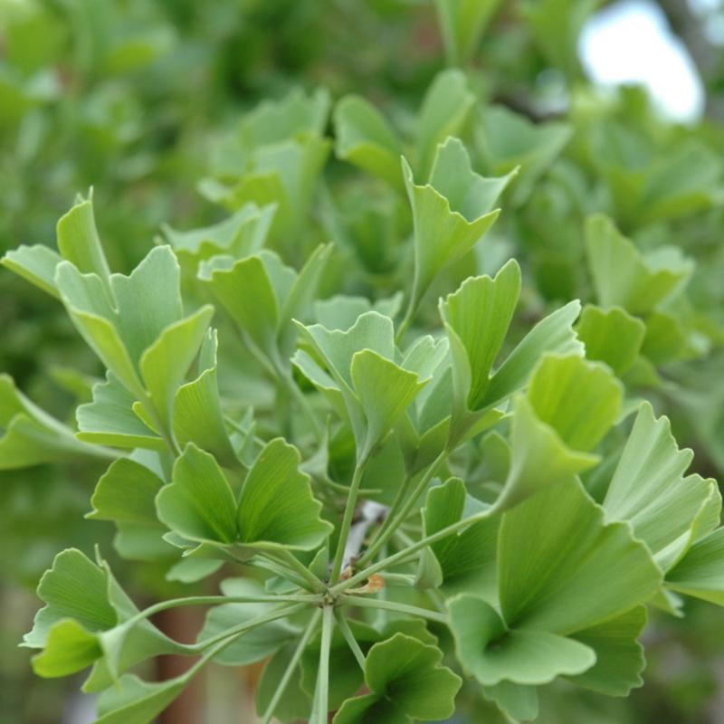 GINKGO TUBIFOLIA