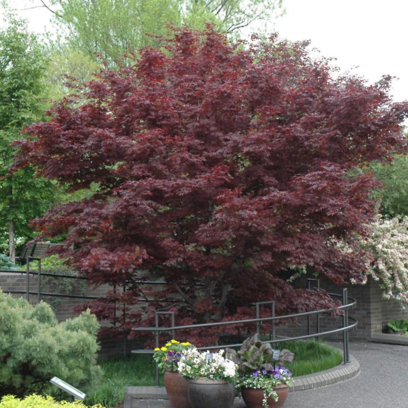 BLOODGOOD JAPANESE MAPLE