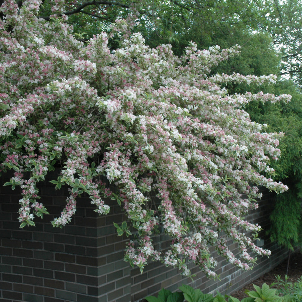 WEIGELA DWARF VARIEGATED