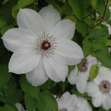 CLEMATIS HENRYI