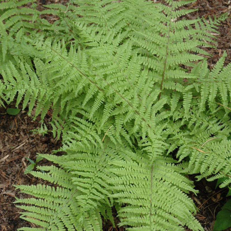 ATHYRIUM FRIZELLIAE