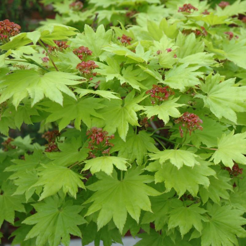 JAPANESE MAPLE GOLDEN FULL MOON