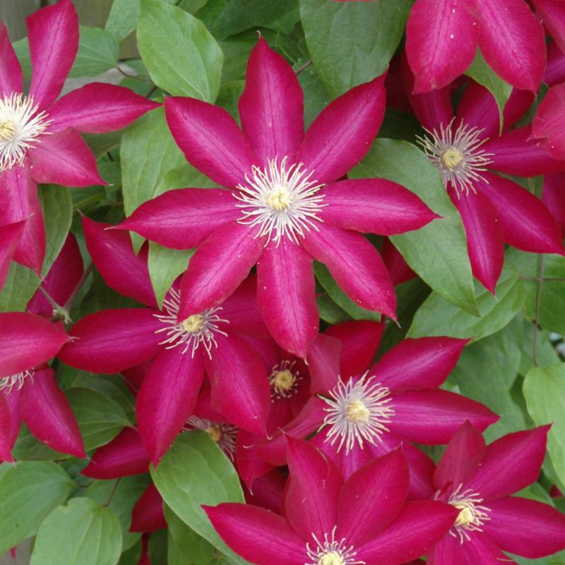 CLEMATIS BOURBON