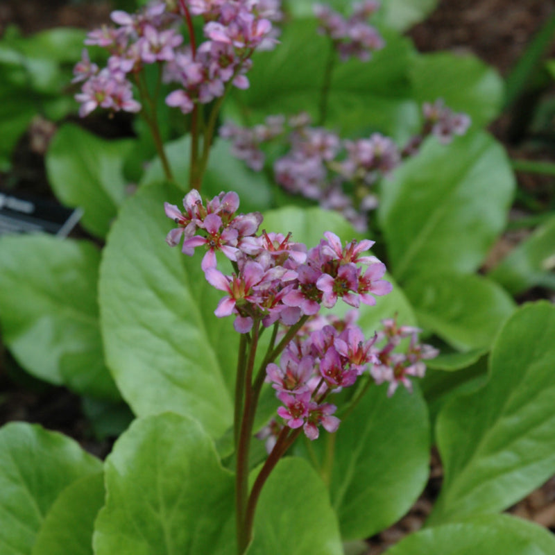 BERGENIA PURPURASCENS