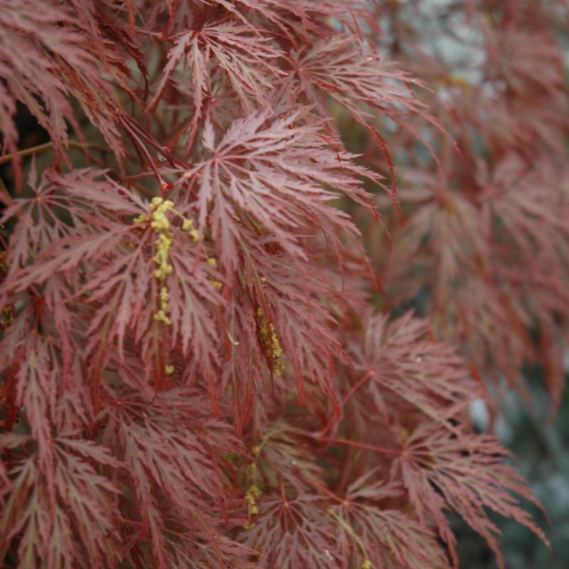 JAPANESE MAPLE INABE SHIDARE