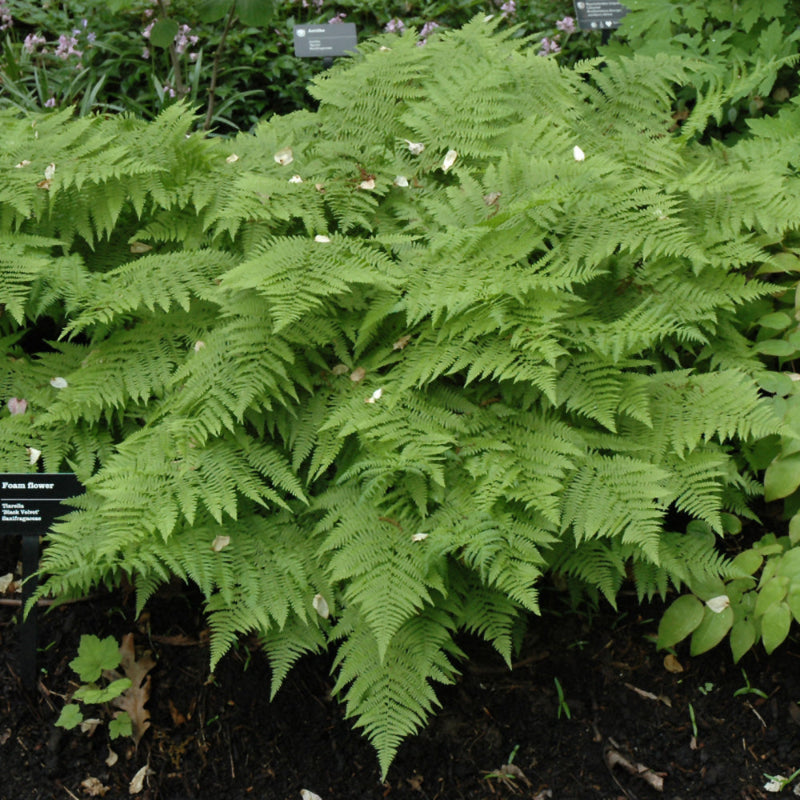 ATHYRIUM FEMINA