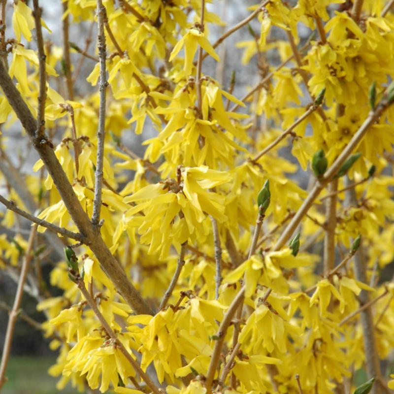 FORSYTHIA NORTHERN GOLD