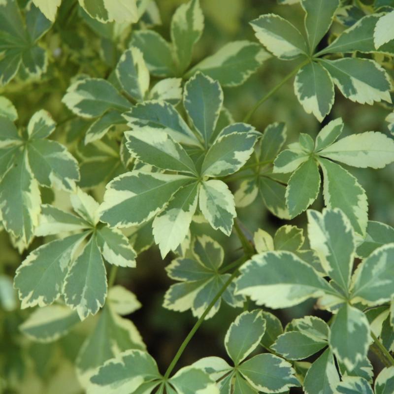 ARALIA FIVELEAF VARIEGATED