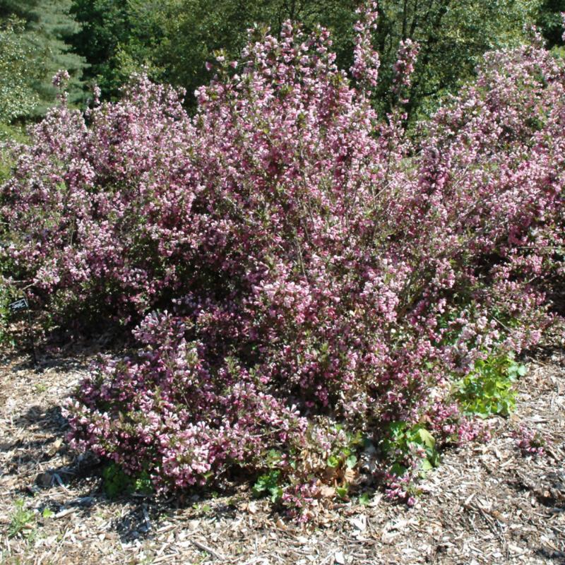 WEIGELA JAVA RED