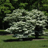 VIBURNUM SUMMER SNOWFLAKE