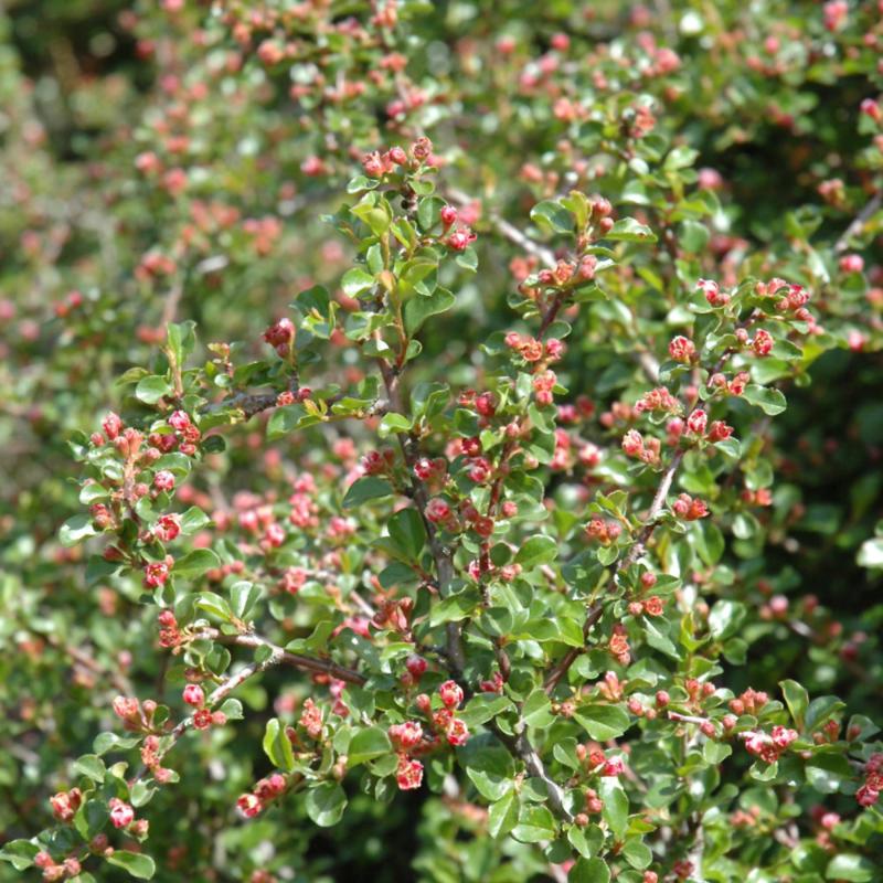 COTONEASTER CRANBERRY