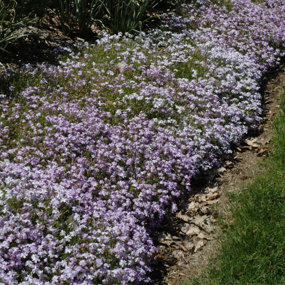 PHLOX EMERALD BLUE