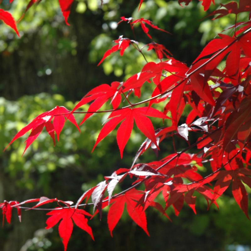 JAPANESE MAPLE EMPEROR ONE