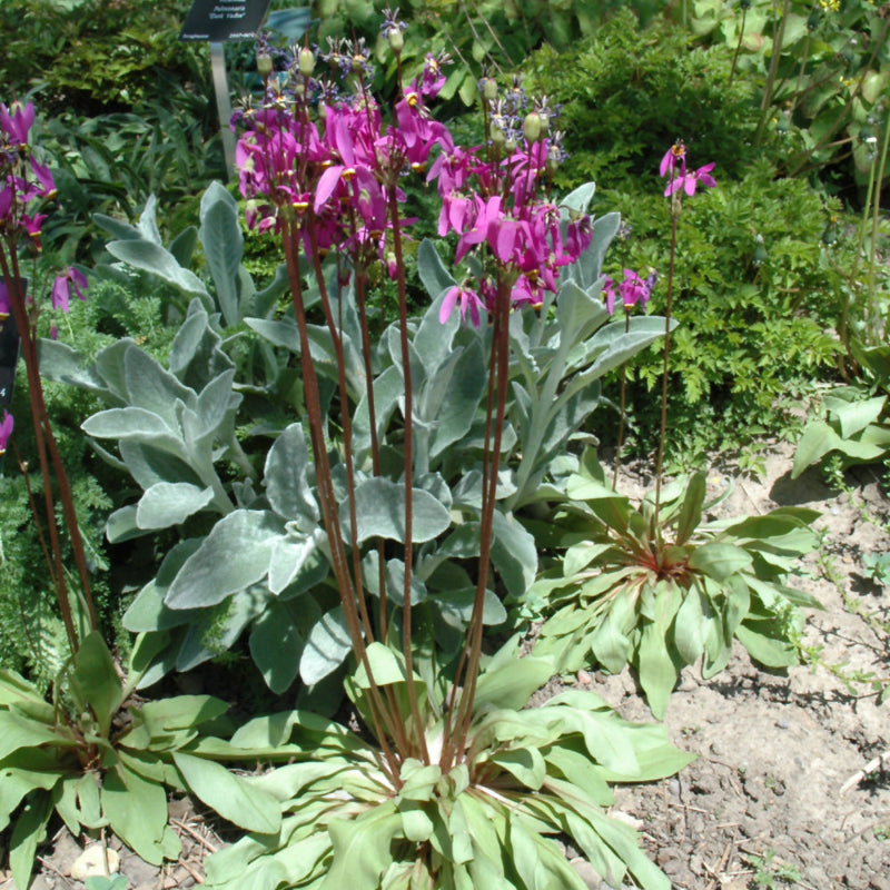 DODECATHEON APHRODITE