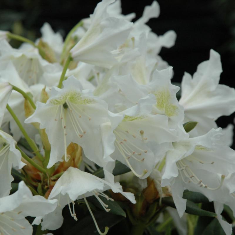 RHODODENDRON CUNNINGHAM'S WHITE