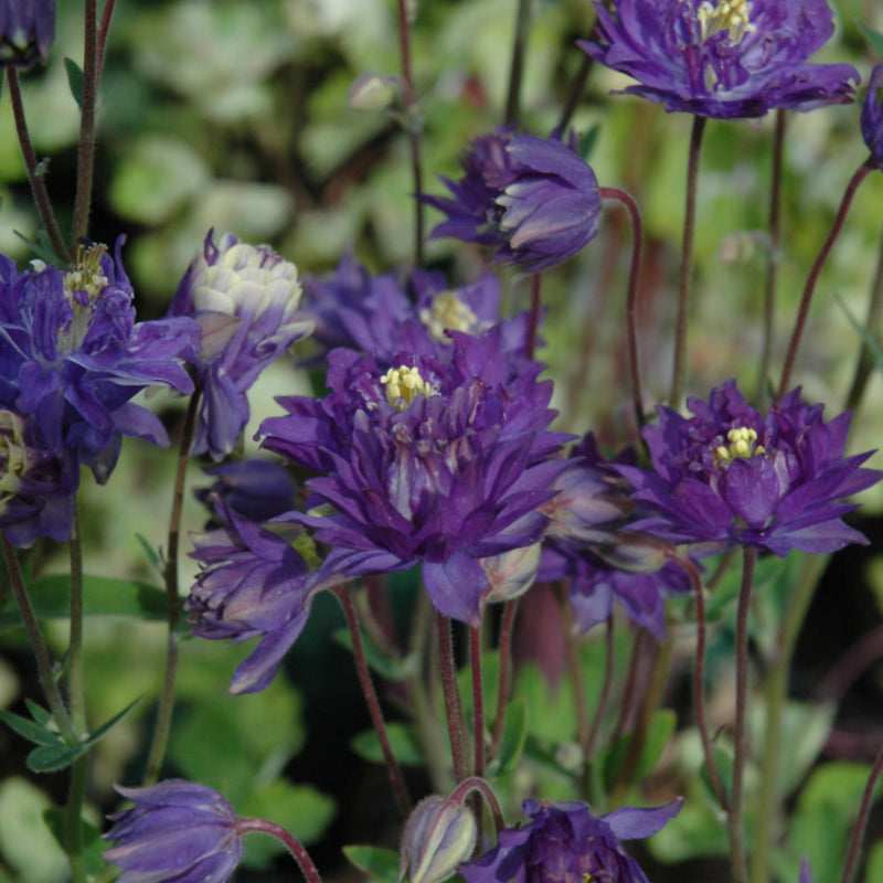 AQUILEGIA CLEMENTINE BLUE