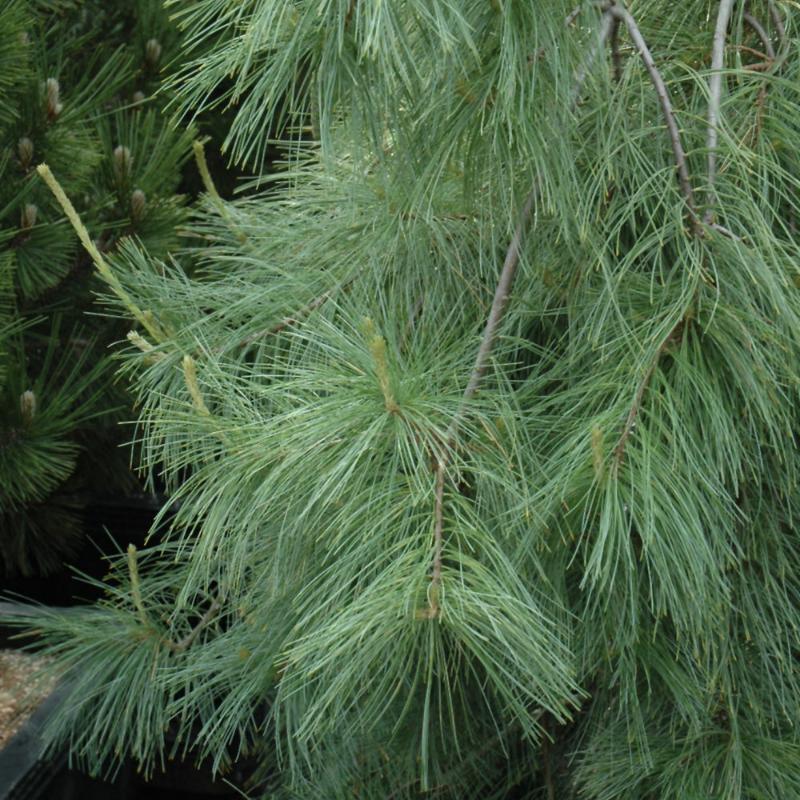 PINE WEEPING WHITE