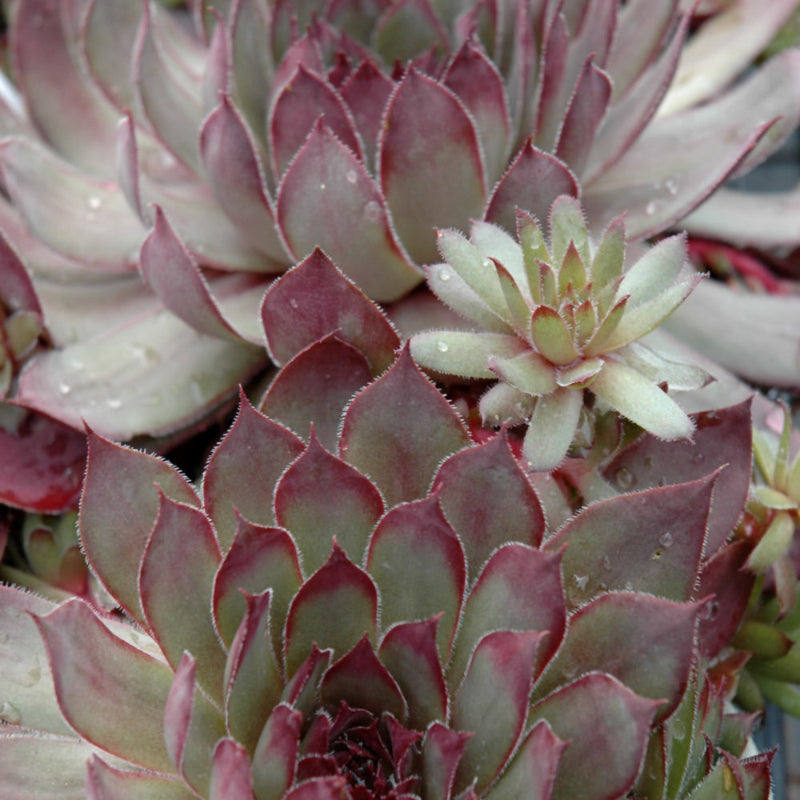 SEMPERVIVUM DARK CLOUD