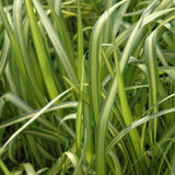 CALAMAGROSTIS ELDORADO