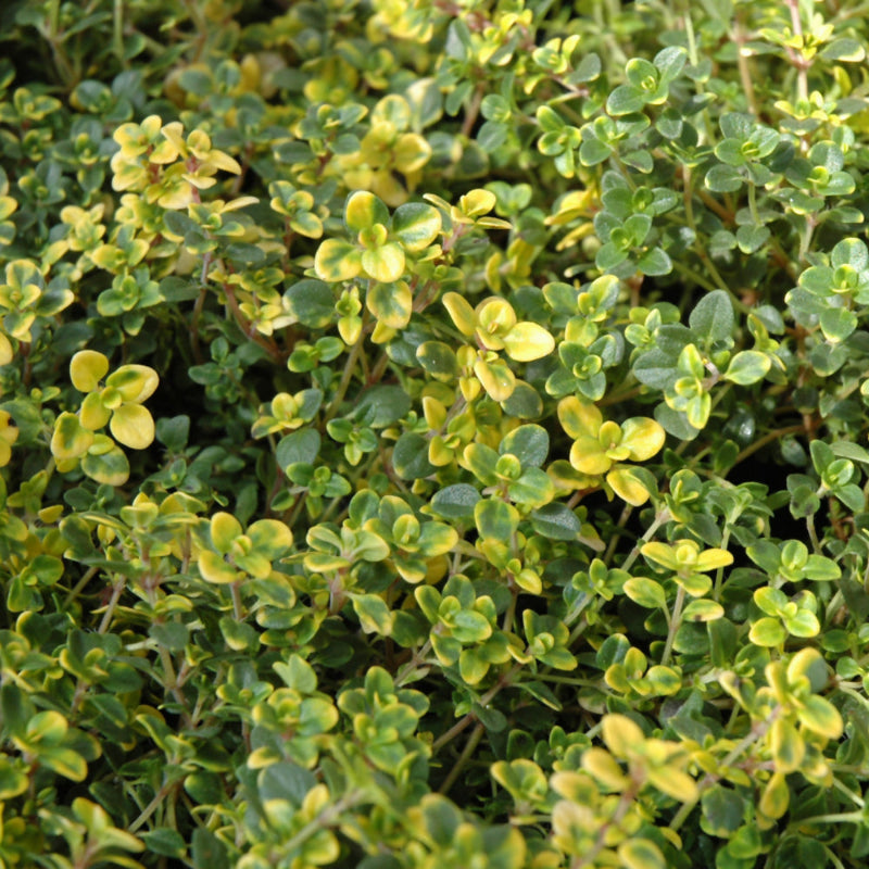 THYMUS DOONE VALLEY