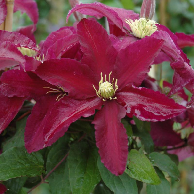 CLEMATIS NIOBE