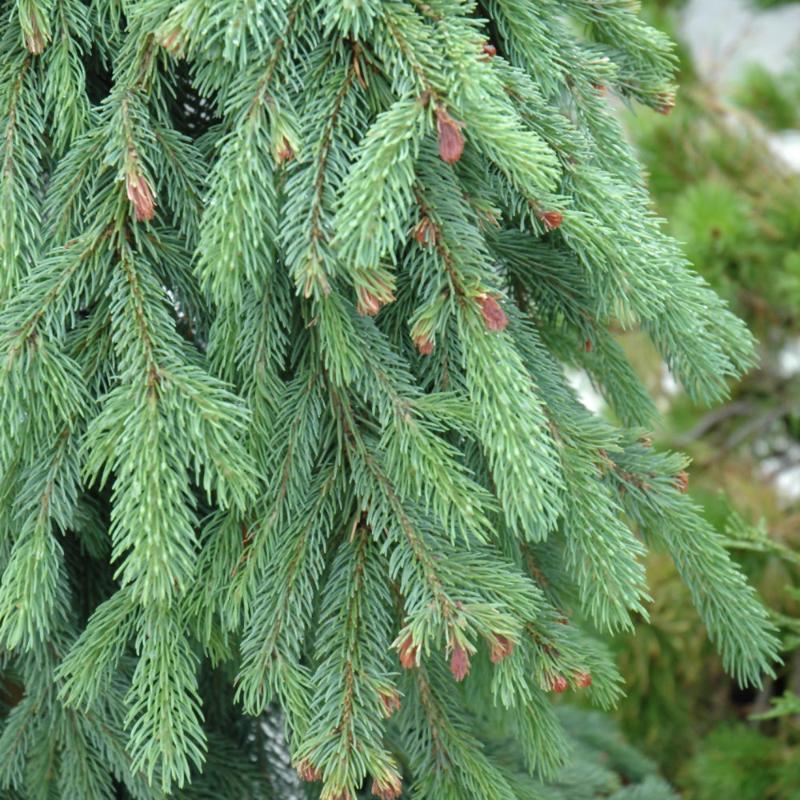 SPRUCE WEEPING WHITE