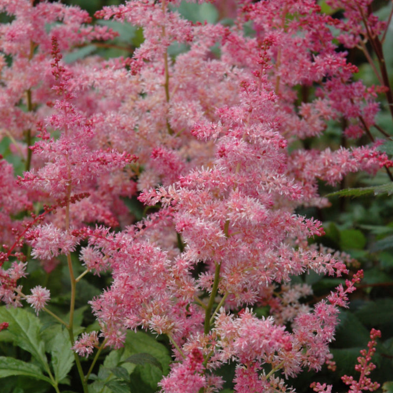 ASTILBE JUMP AND JIVE