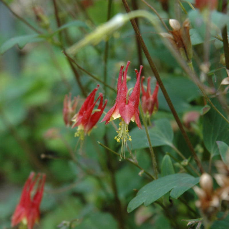 AQUILEGIA LITTLE LANTERNS