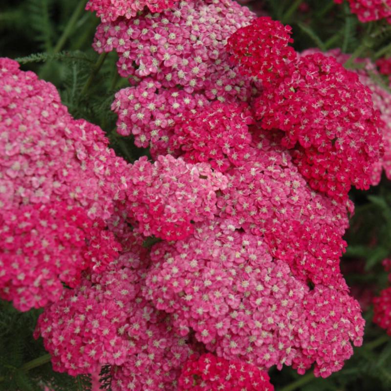 ACHILLEA SAUCY SEDUCTION