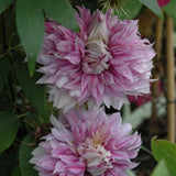 CLEMATIS JOSEPHINE