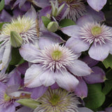 CLEMATIS BLUE LIGHT