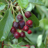 SERVICEBERRY REGENT