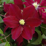 CLEMATIS ROSEMOOR