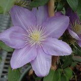 CLEMATIS CEZANNE