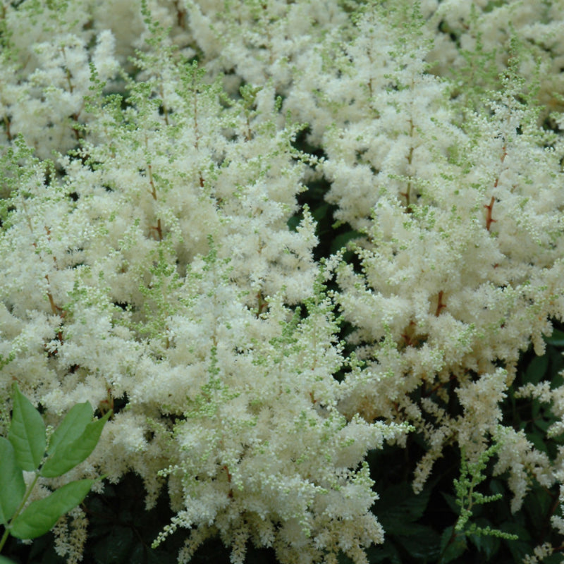 ASTILBE ELLIE