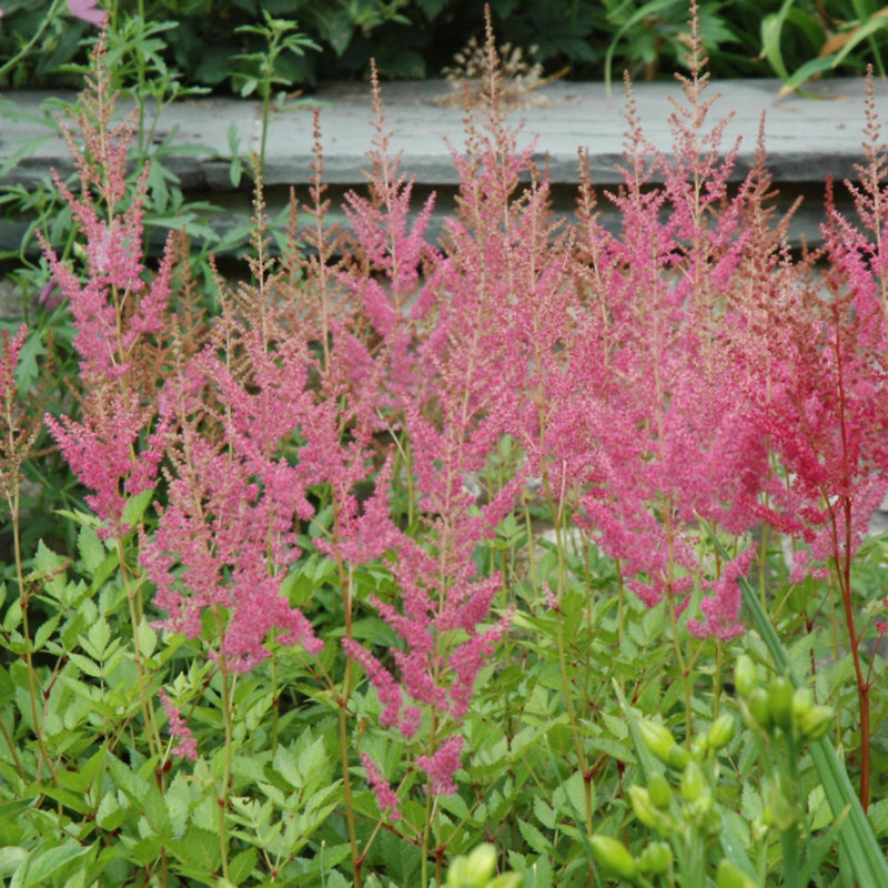 ASTILBE VISIONS IN PINK