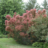 SMOKEBUSH ROYAL PURPLE