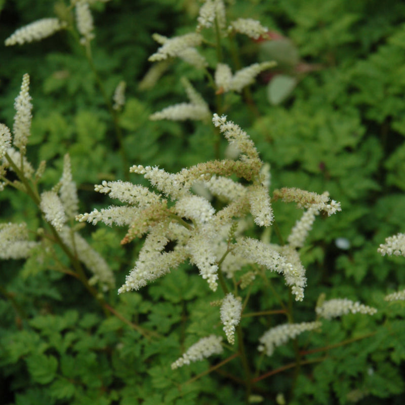 ARUNCUS AETHUSIFOLIUS