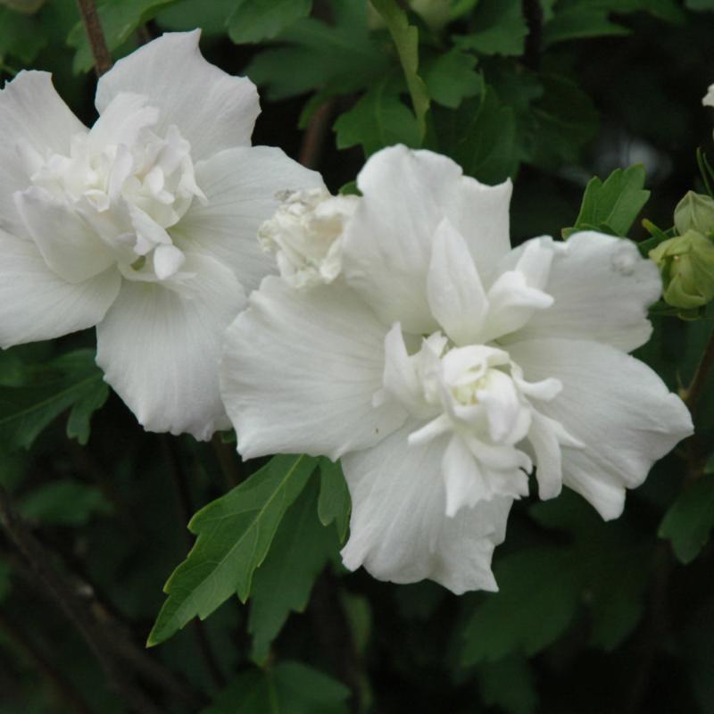 ROSE OF SHARON JEANNE D'ARC