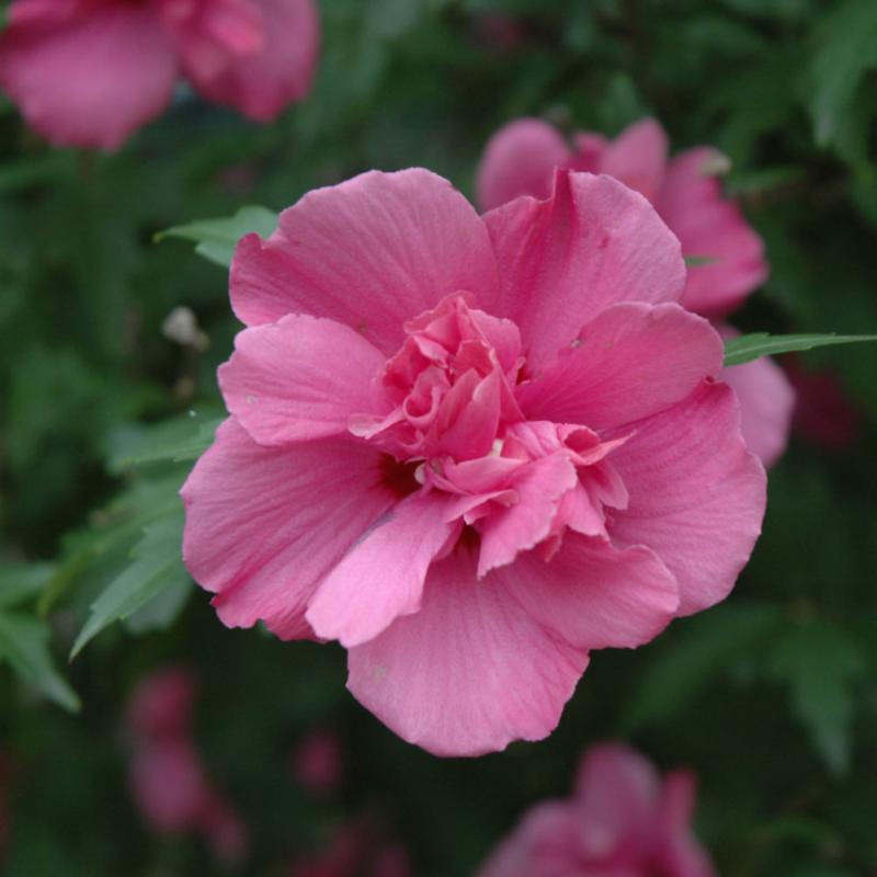 ROSE OF SHARON LUCY