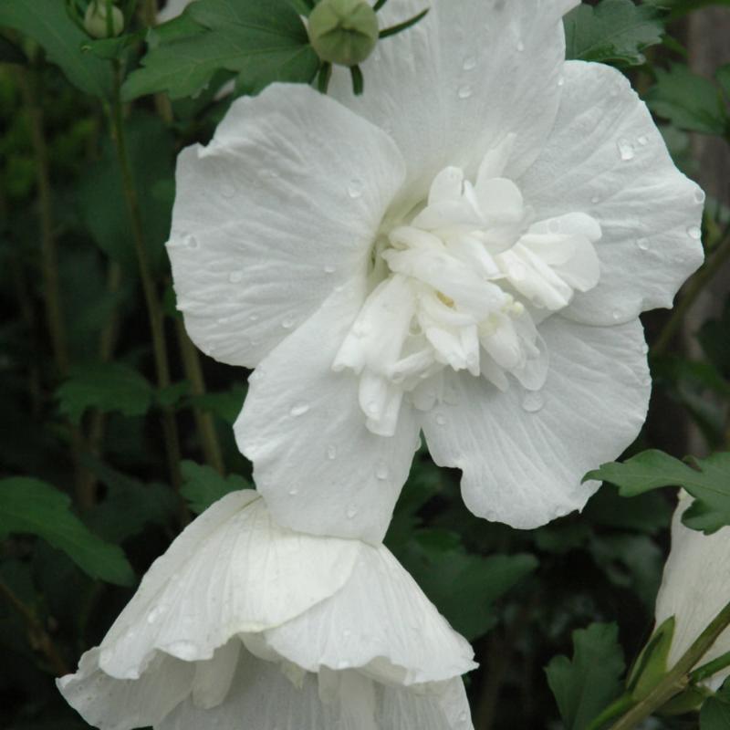 ROSE OF SHARON WHITE CHIFFON