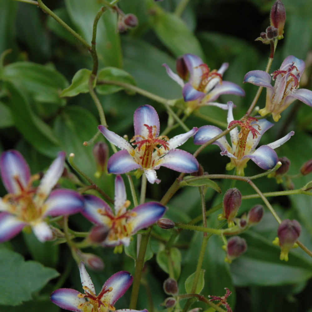 TRICYRTIS TAIPEI SILK