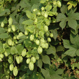 HUMULUS NUGGET