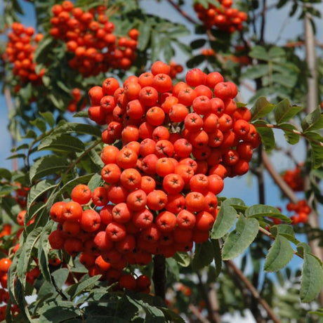 MOUNTAIN ASH RUSSIAN